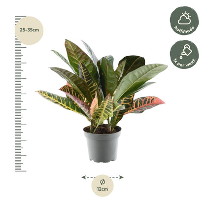Codiaeum variegatum 'Petra' - 30 cm - Forestbloom