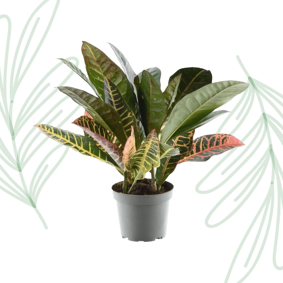 Codiaeum variegatum 'Petra' - 30 cm - Forestbloom