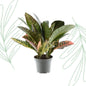 Codiaeum variegatum 'Petra' - 30 cm - Forestbloom