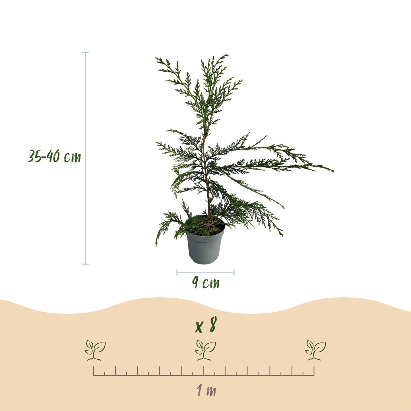 Cupressocyparis leylandii - 8 planten - 1 strekkende meter - Forestbloom
