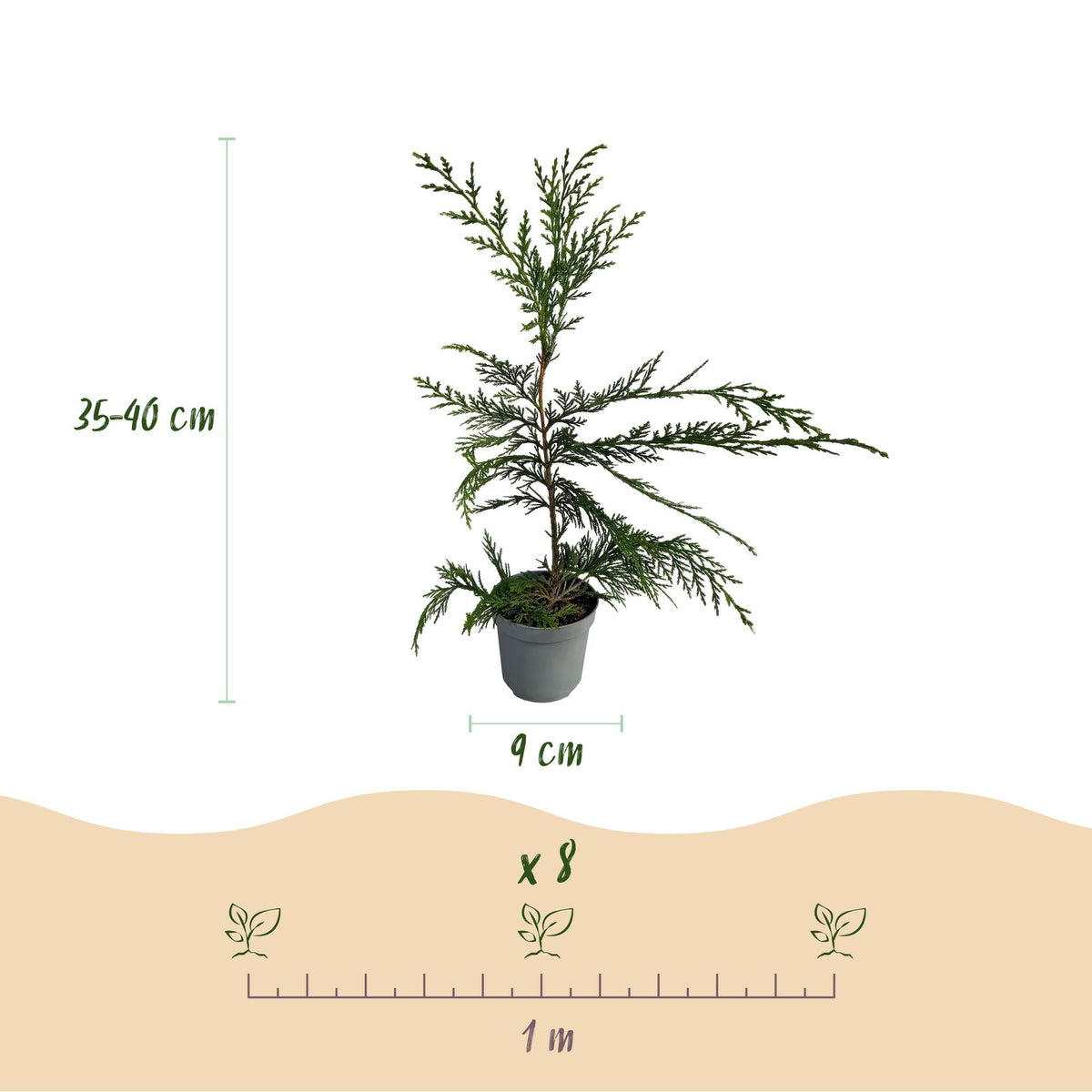 Cupressocyparis leylandii - 8 planten - 1 strekkende meter - Forestbloom