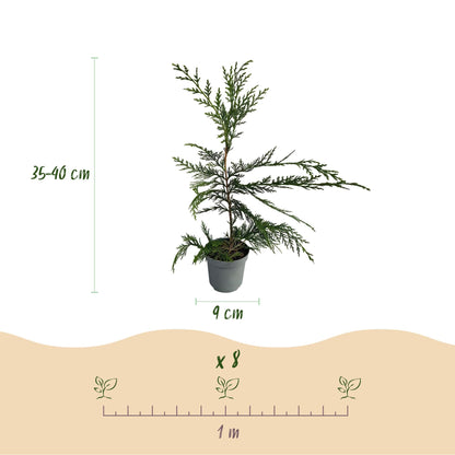 Cupressocyparis leylandii - 8 planten - 1 strekkende meter - Forestbloom