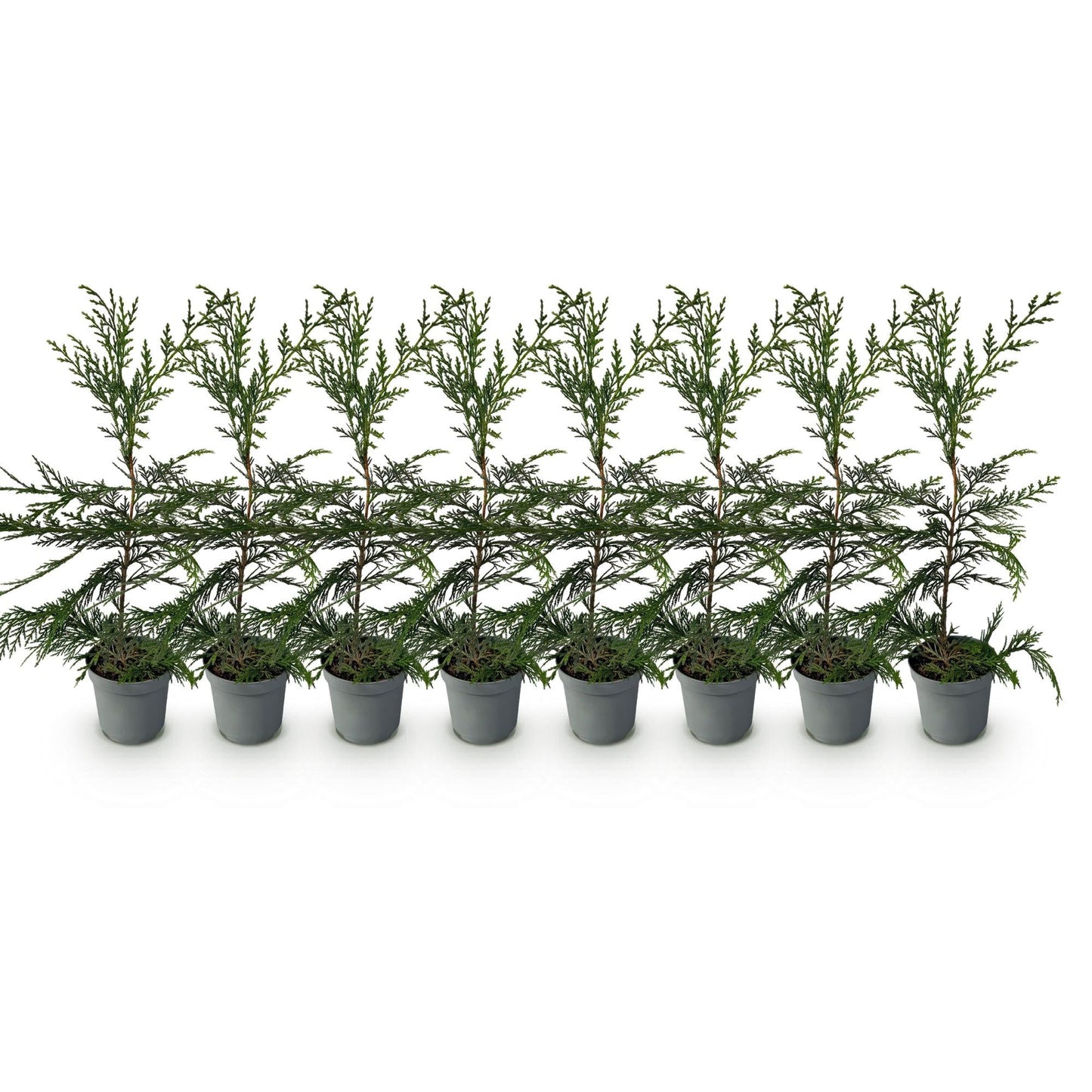 Cupressocyparis leylandii - 8 planten - 1 strekkende meter - Forestbloom