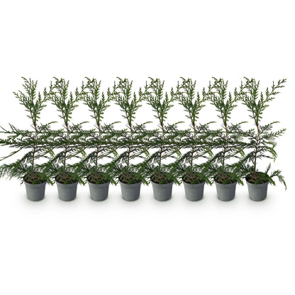 Cupressocyparis leylandii - 8 planten - 1 strekkende meter - Forestbloom