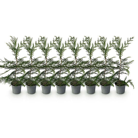 Cupressocyparis leylandii - 8 planten - 1 strekkende meter - Forestbloom