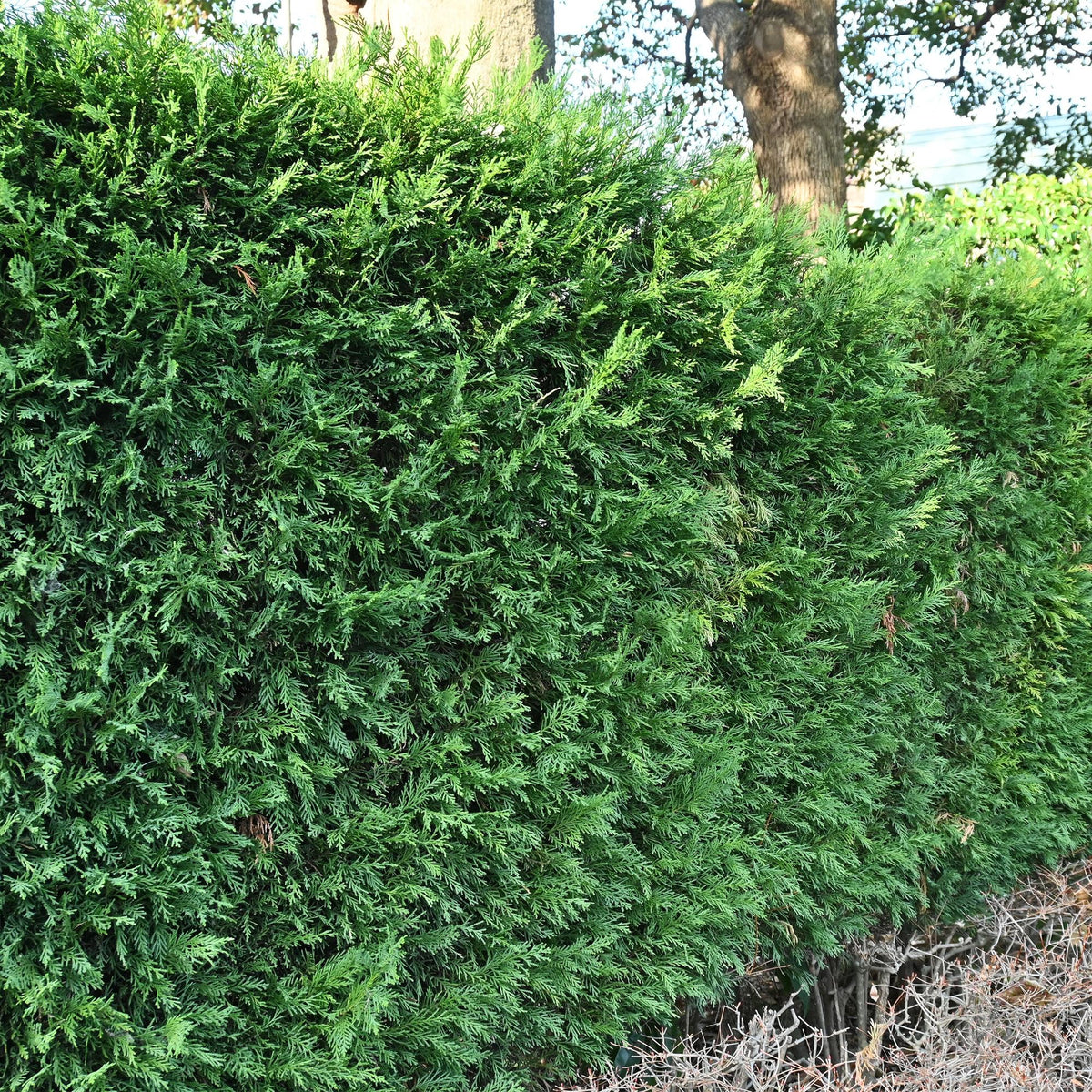 Cupressocyparis leylandii - 8 planten - 1 strekkende meter - Forestbloom