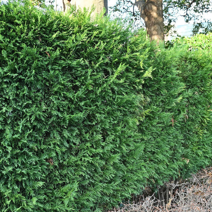 Cupressocyparis leylandii - 8 planten - 1 strekkende meter - Forestbloom