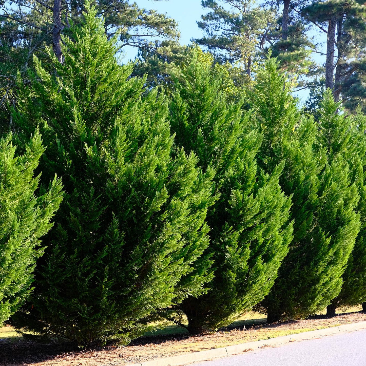 Cupressocyparis leylandii - 8 planten - 1 strekkende meter - Forestbloom