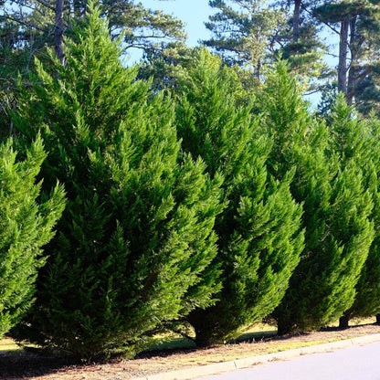 Cupressocyparis leylandii - 8 planten - 1 strekkende meter - Forestbloom