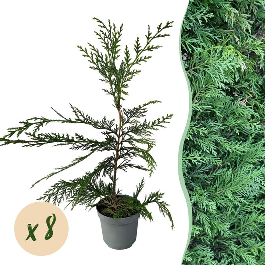 Cupressocyparis leylandii - 8 planten - 1 strekkende meter - Forestbloom