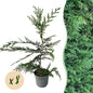 Cupressocyparis leylandii - 8 planten - 1 strekkende meter - Forestbloom