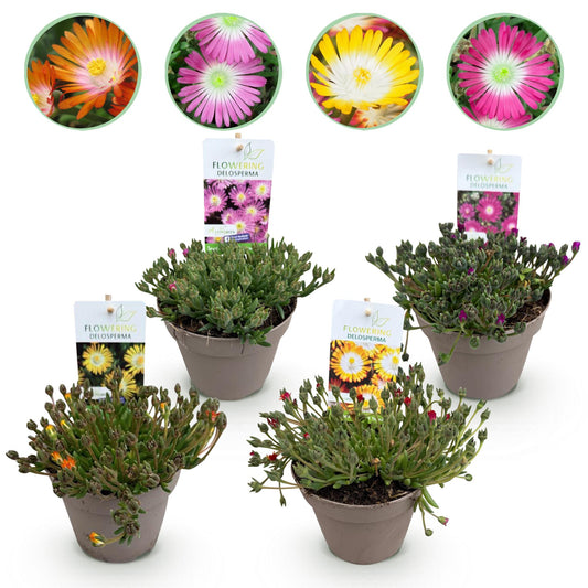 Delosperma Jewel of Dessert - 4 Planten - Winterhard - Forestbloom
