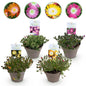 Delosperma Jewel of Dessert - 4 Planten - Winterhard - Forestbloom