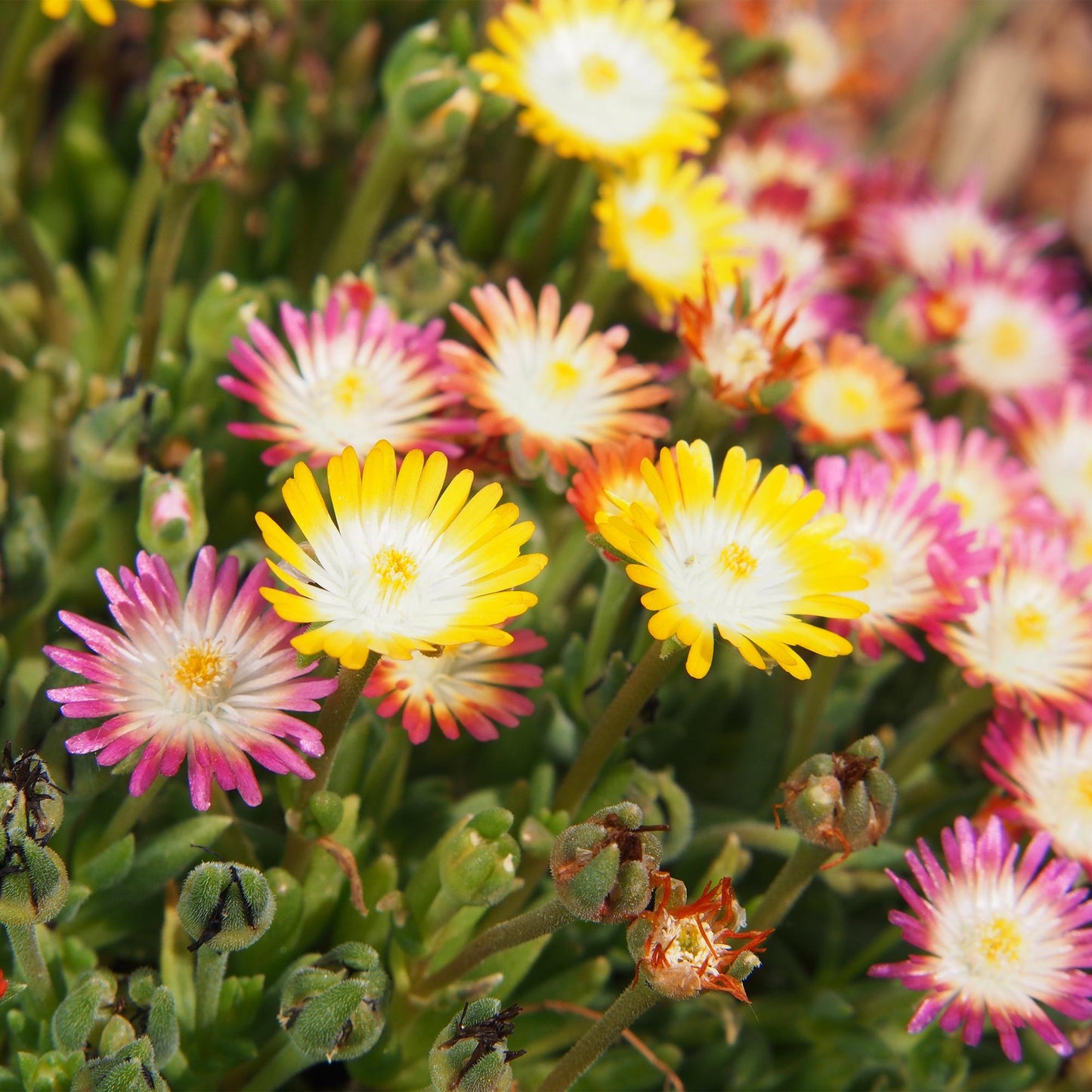 Delosperma Jewel of Dessert - 4 Planten - Winterhard - Forestbloom