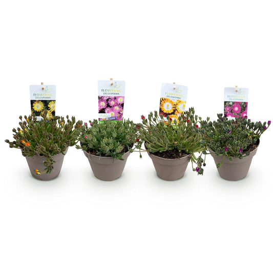 Delosperma Jewel of Dessert - 4 Planten - Winterhard - Forestbloom