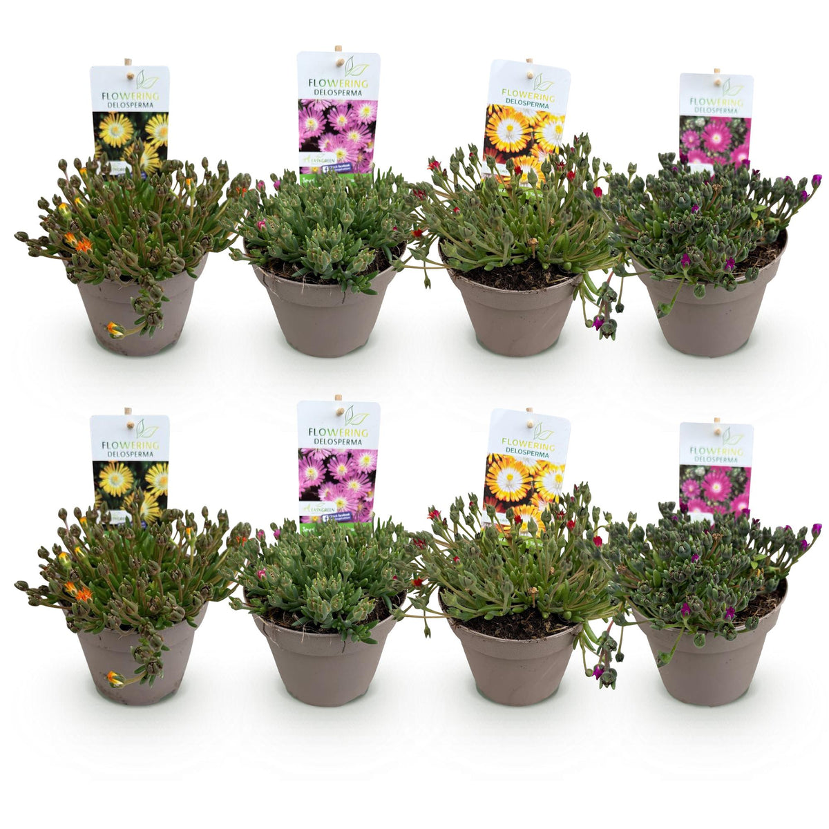 Delosperma Jewel of Dessert - 8 Planten - Winterhard - Forestbloom