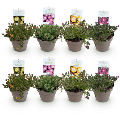 Delosperma Jewel of Dessert - 8 Planten - Winterhard - Forestbloom
