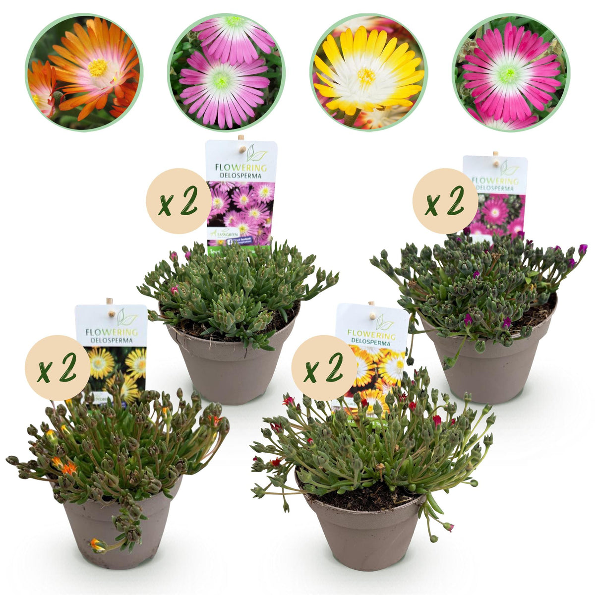 Delosperma Jewel of Dessert - 8 Planten - Winterhard - Forestbloom