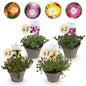 Delosperma Jewel of Dessert - 8 Planten - Winterhard - Forestbloom