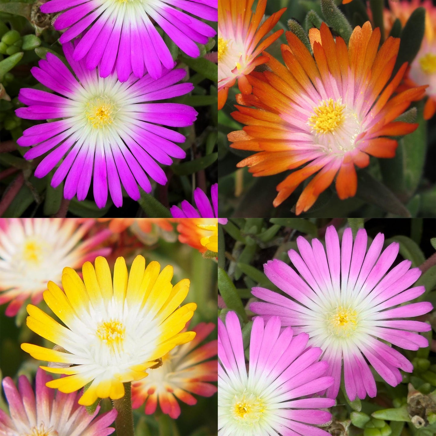 Delosperma Jewel of Dessert - 8 Planten - Winterhard - Forestbloom