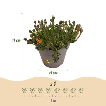 Delosperma Jewel of Dessert - 8 Planten - Winterhard - Forestbloom