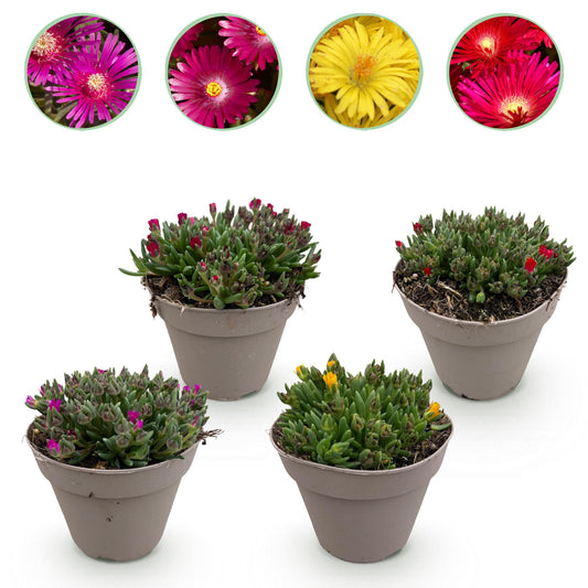 Delsosperma Mix - 4 Planten - Winterhard - Forestbloom