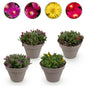 Delsosperma Mix - 4 Planten - Winterhard - Forestbloom