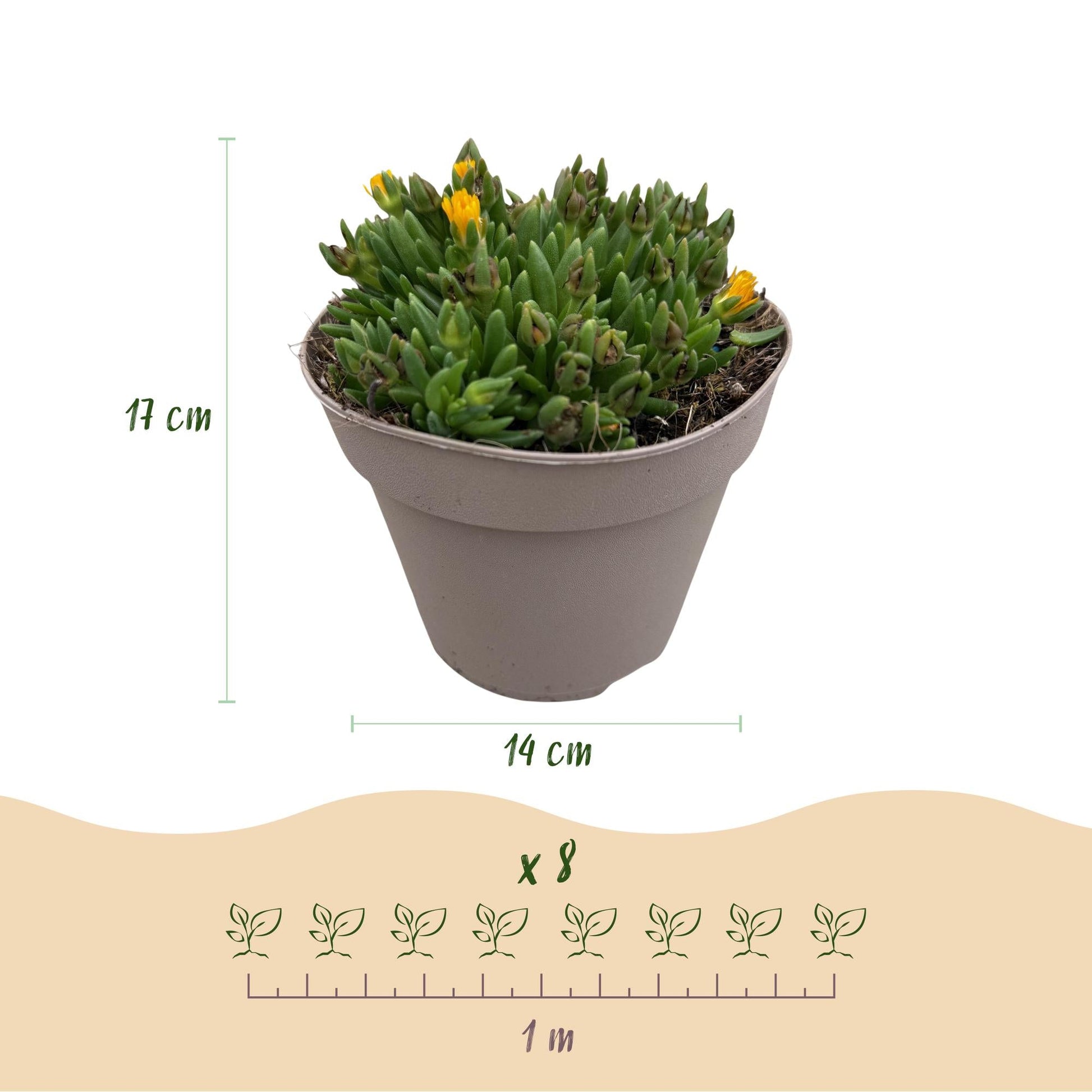 Delsosperma Mix - 8 Planten - Winterhard - Forestbloom