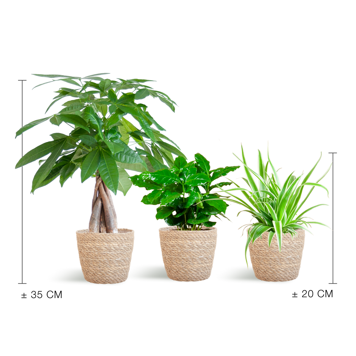 Diervriendelijke Plantenbox - klein - met Mand Sofia naturel - Ø12 - Forestbloom