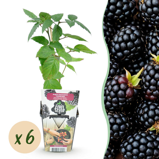 Doornloze Braam - Rubus Thornfree - Winterhard - 6 Planten - Forestbloom