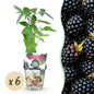 Doornloze Braam - Rubus Thornfree - Winterhard - 6 Planten - Forestbloom