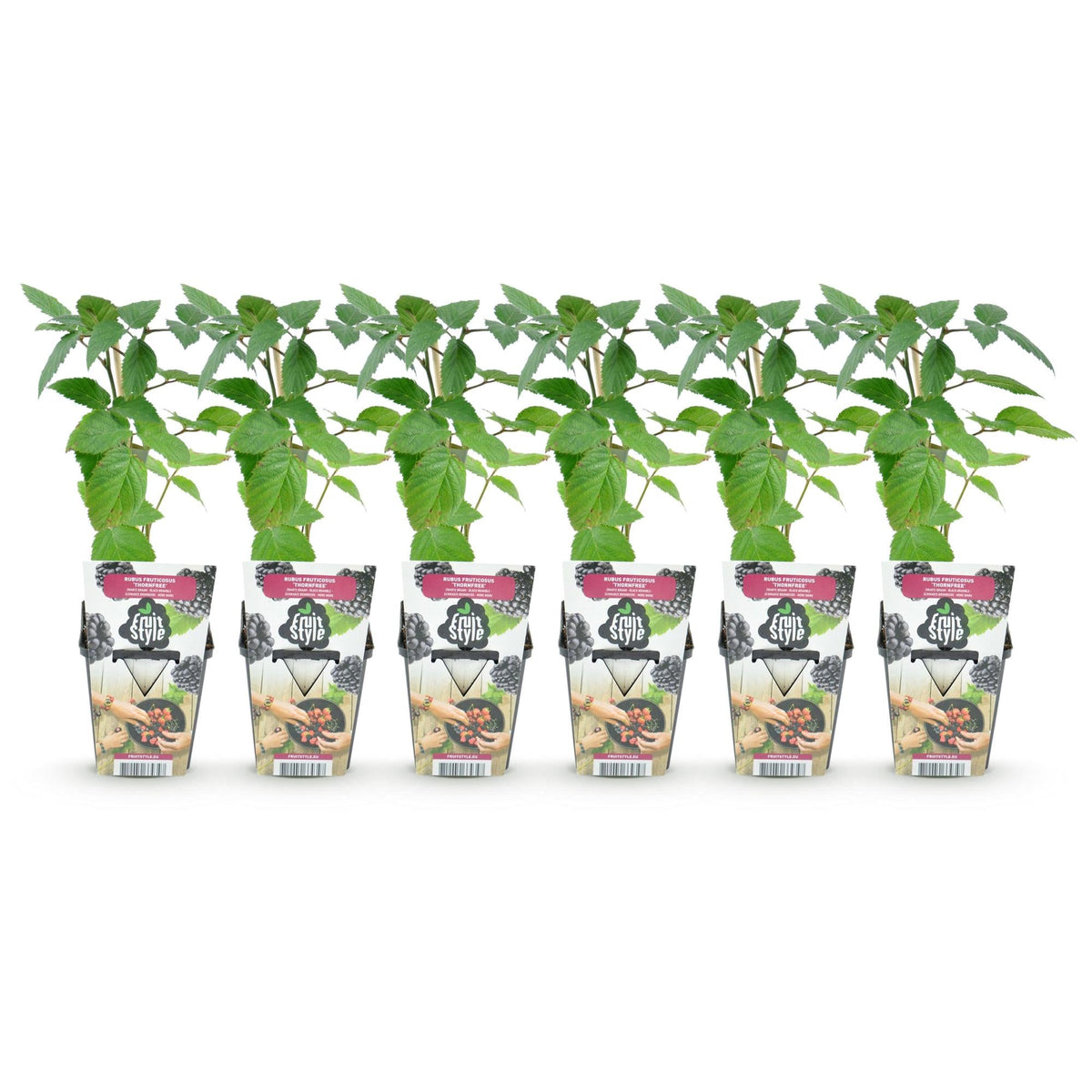 Doornloze Braam - Rubus Thornfree - Winterhard - 6 Planten - Forestbloom