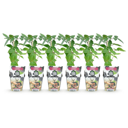 Doornloze Braam - Rubus Thornfree - Winterhard - 6 Planten - Forestbloom