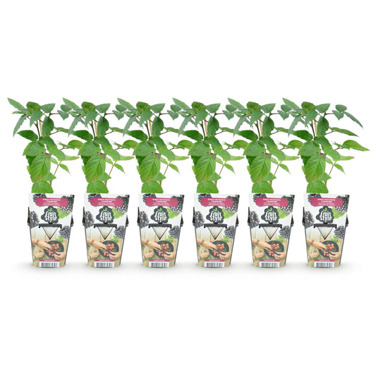 Doornloze Braam - Rubus Thornfree - Winterhard - 6 Planten - Forestbloom
