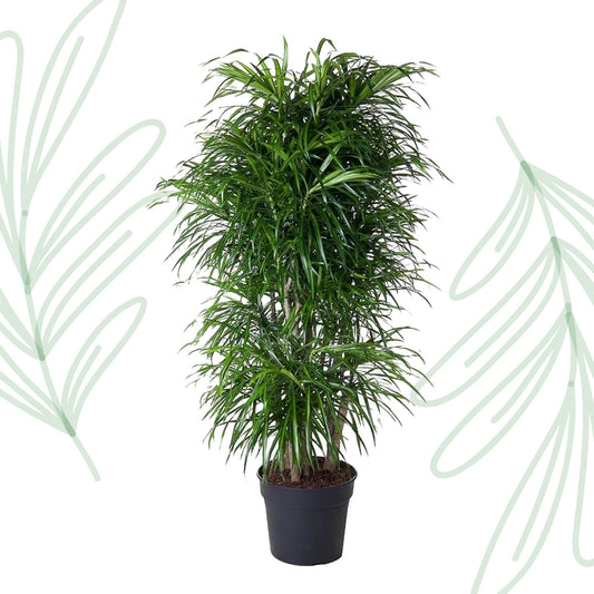 Dracaena Anita vertakt - 160 cm - Forestbloom