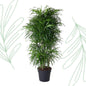 Dracaena Anita vertakt - 160 cm - Forestbloom