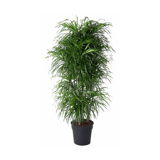 Dracaena Anita vertakt - 160 cm - Forestbloom