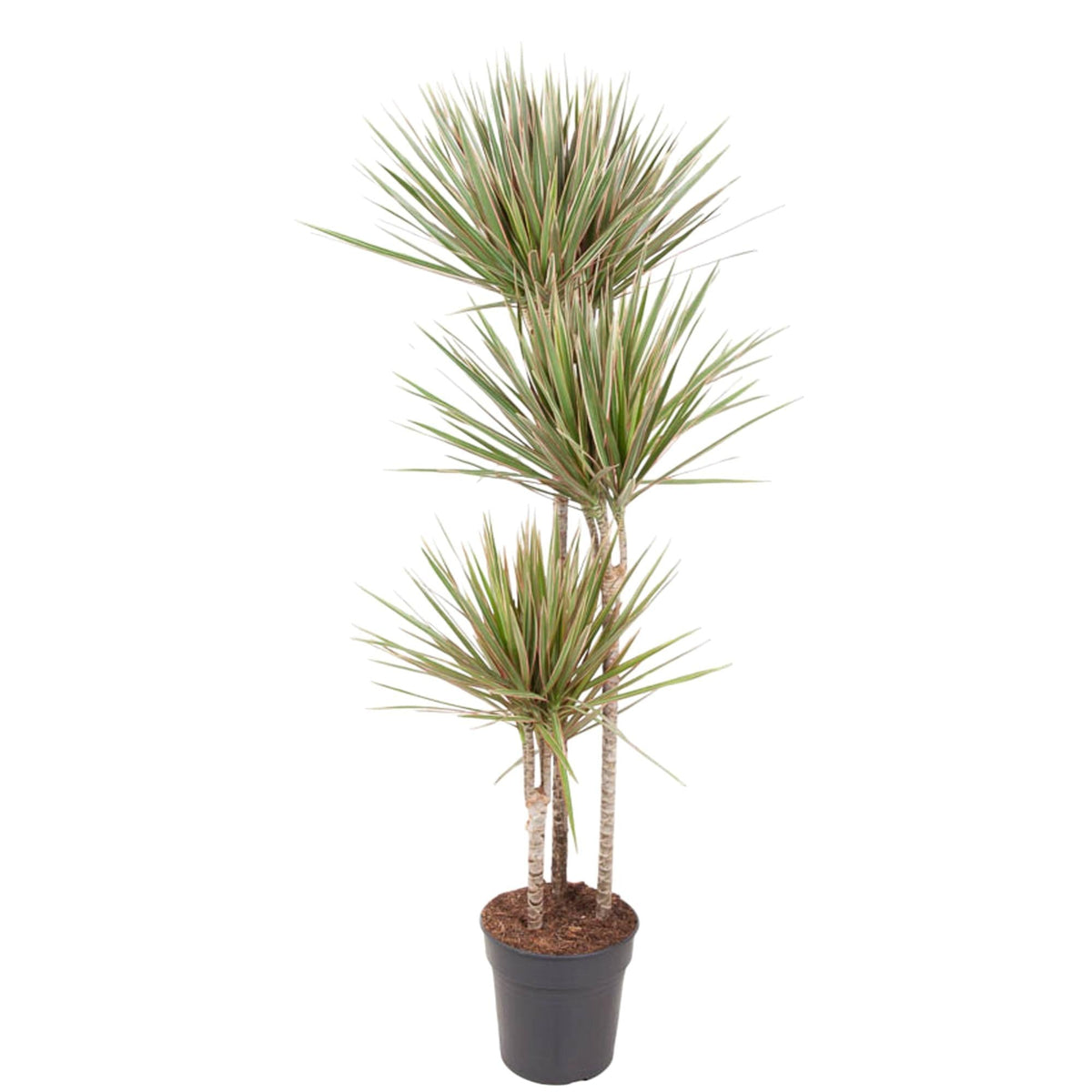 Dracaena Bicolor - 150 cm - Forestbloom