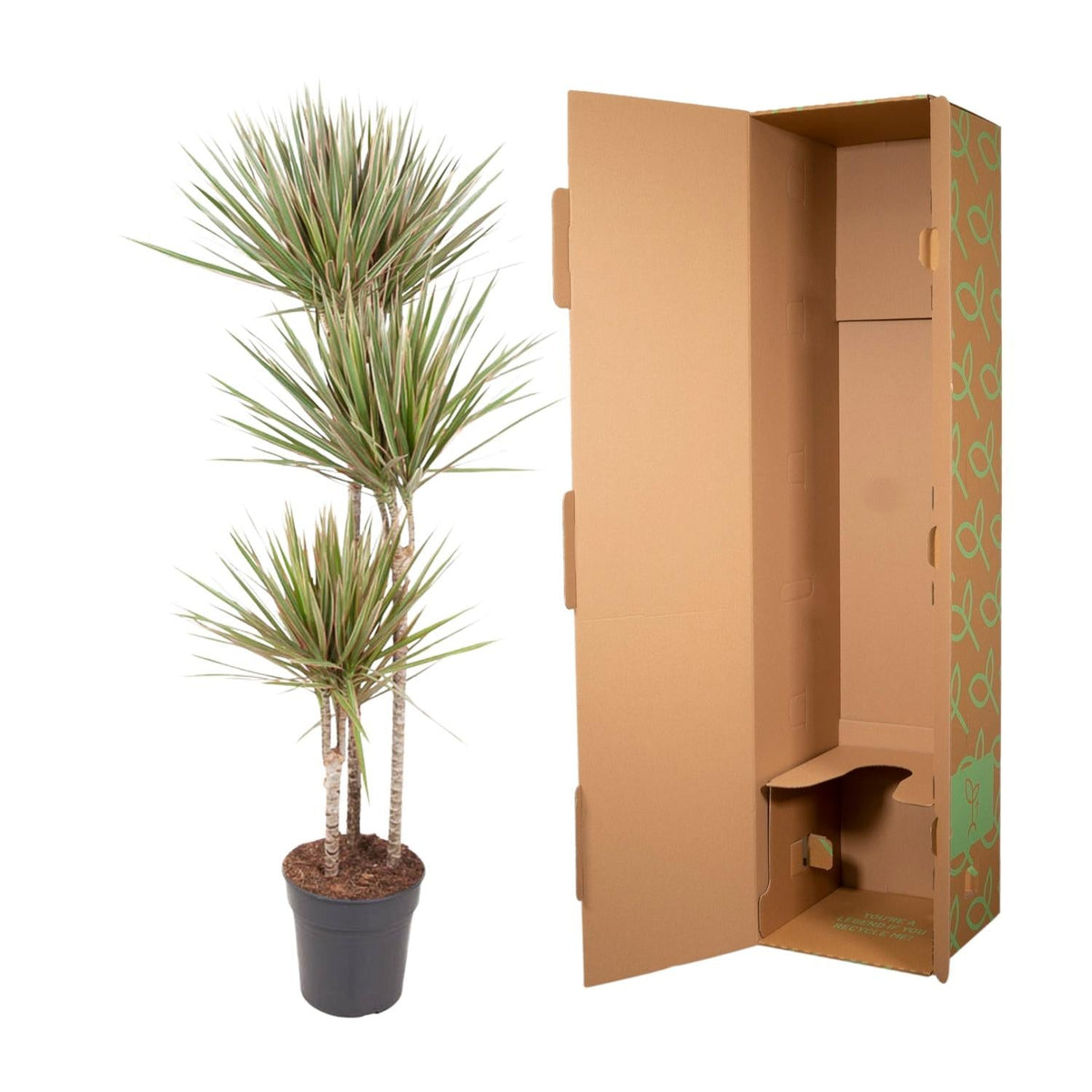 Dracaena Bicolor - 150 cm - Forestbloom