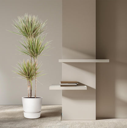 Dracaena Bicolor - 150 cm - Forestbloom