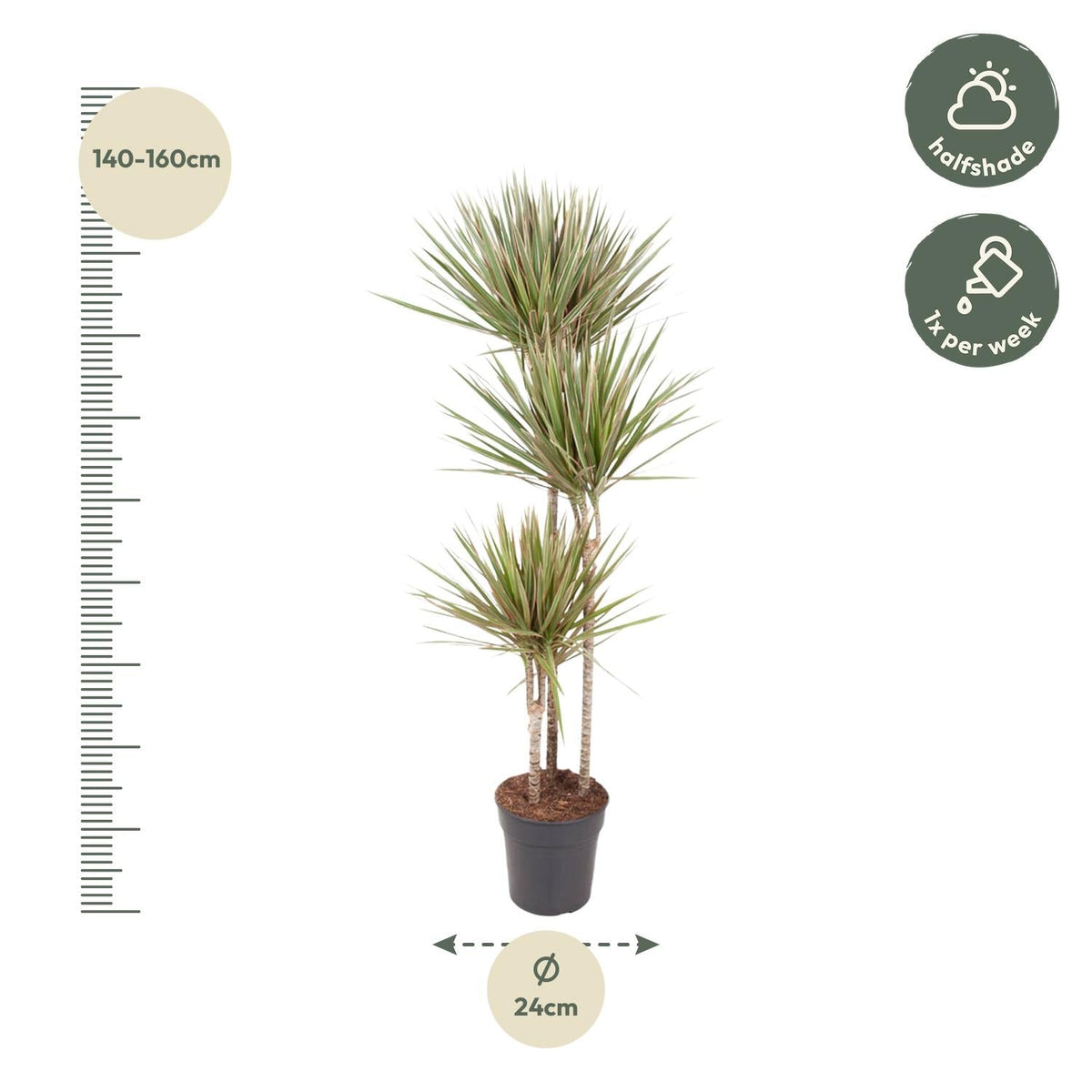 Dracaena Bicolor - 150 cm - Forestbloom