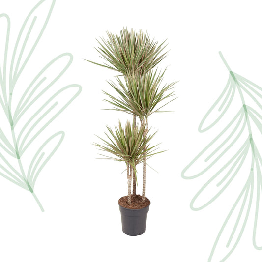Dracaena Bicolor - 150 cm - Forestbloom