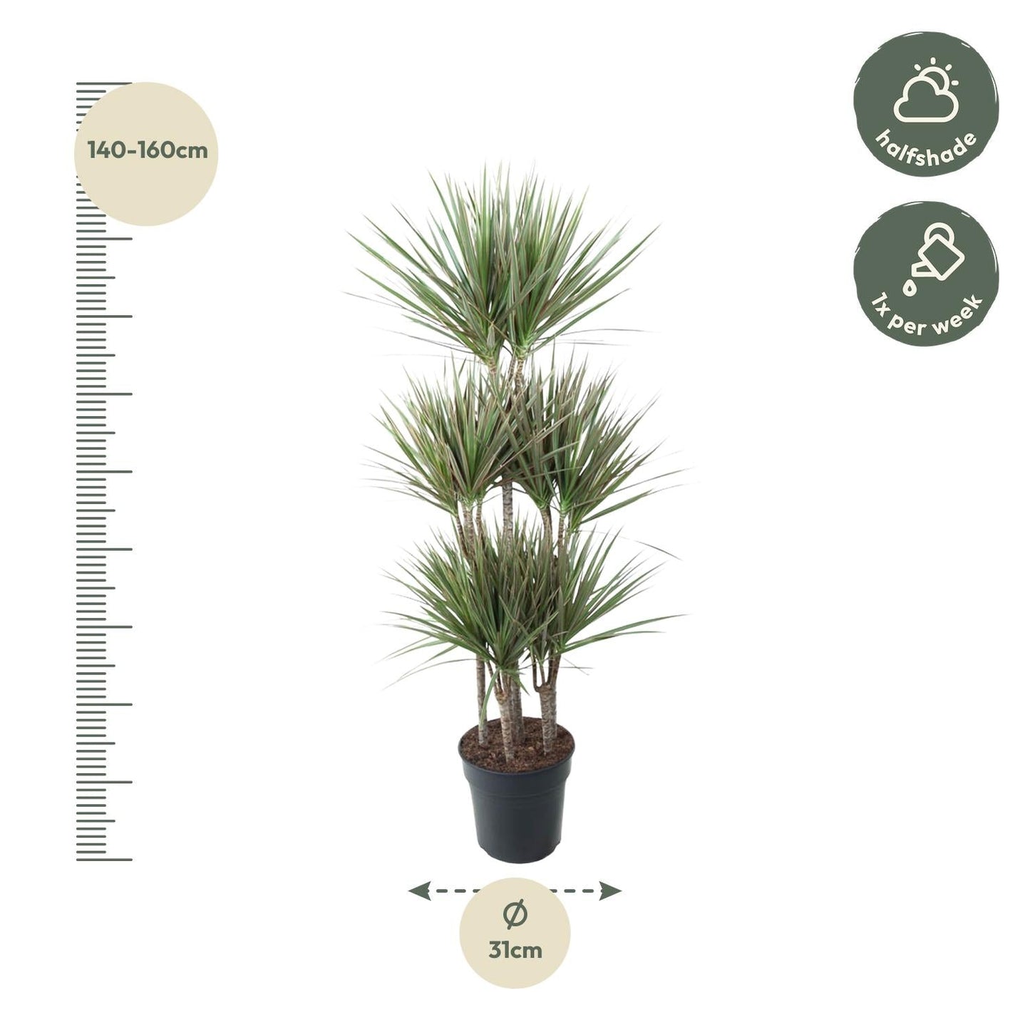Dracaena Bicolor Carrousel - 150 cm - Forestbloom
