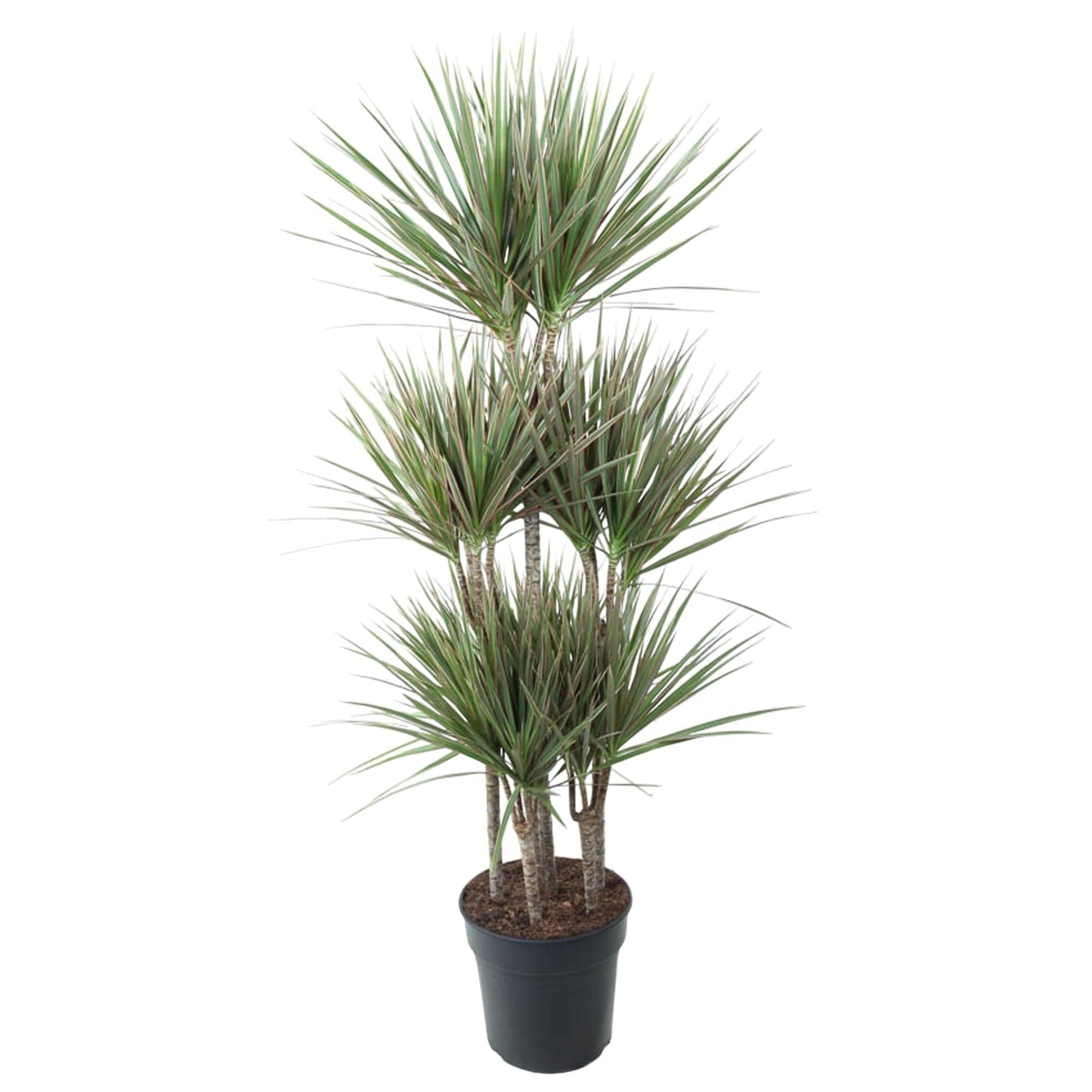 Dracaena Bicolor Carrousel - 150 cm - Forestbloom