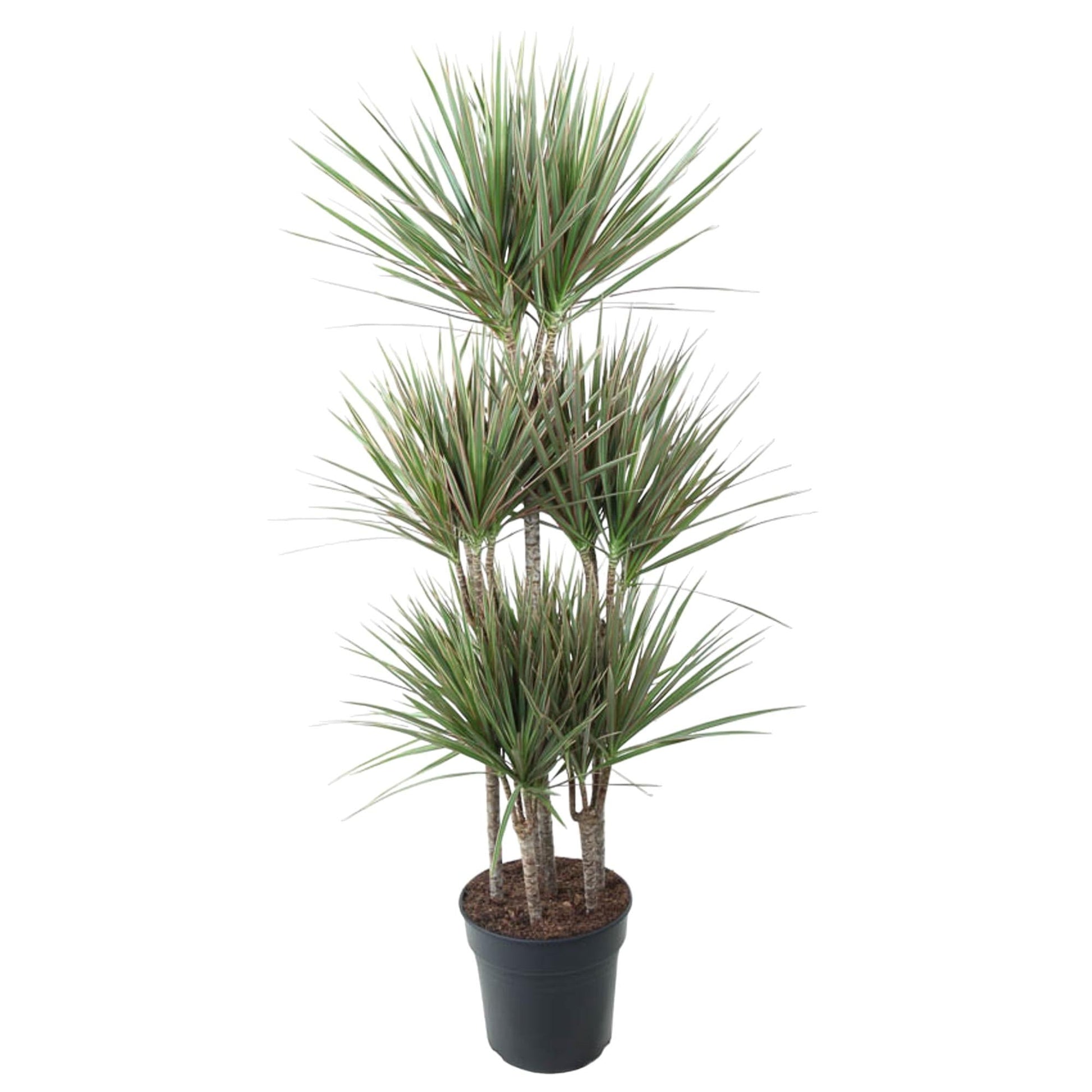 Dracaena Bicolor Carrousel - 150 cm - Forestbloom