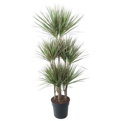 Dracaena Bicolor Carrousel - 150 cm - Forestbloom