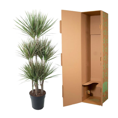 Dracaena Bicolor Carrousel - 150 cm - Forestbloom