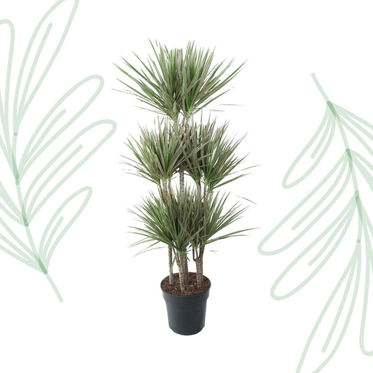 Dracaena Bicolor Carrousel - 150 cm - Forestbloom