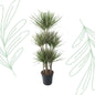 Dracaena Bicolor Carrousel - 150 cm - Forestbloom