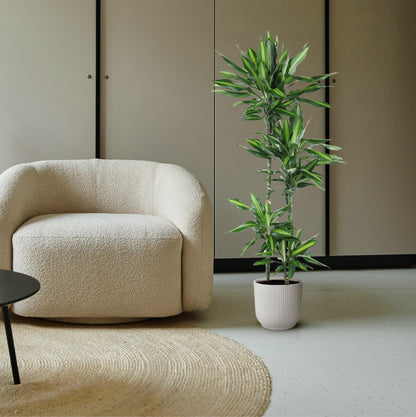 Dracaena Cintho - 150 cm - Forestbloom